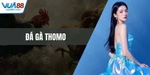 Đá Gà Thomo Trực Tiếp Kịch Tính Bùng Nổ Cảm Xúc