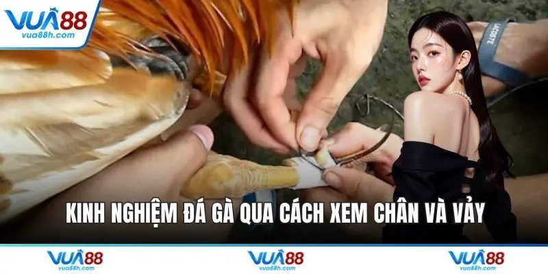 Kinh nghiệm đá gà qua cách xem chân và vảy