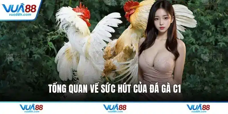 Tổng quan về sức hút của đá gà C1